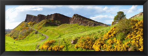 Framed Gorse bushes growing on Arthur&#39;s Seat, Edinburgh, Scotland Print