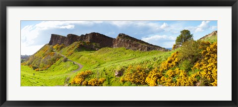 Framed Gorse bushes growing on Arthur&#39;s Seat, Edinburgh, Scotland Print