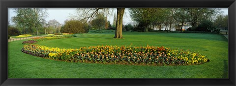 Framed Tulips in Hyde Park, City of Westminster, London, England Print