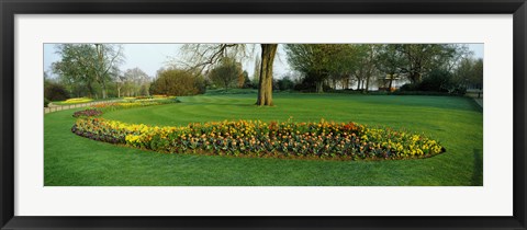 Framed Tulips in Hyde Park, City of Westminster, London, England Print