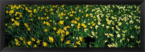 Framed Daffodils in Green Park, City of Westminster, London, England Print