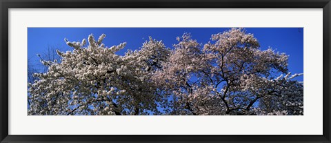 Framed Top of a Cherry blossom, St. James&#39;s Park, London, England Print