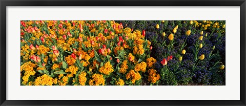 Framed Flowers in Hyde Park, City of Westminster, London, England Print