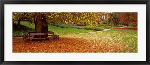 Framed Autumn Leaves in a Park, Christchurch, South Island, New Zealand Print