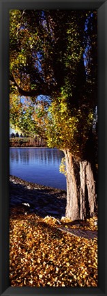 Framed Banks of Lake Wakatipu, Queenstown, South Island, New Zealand Print