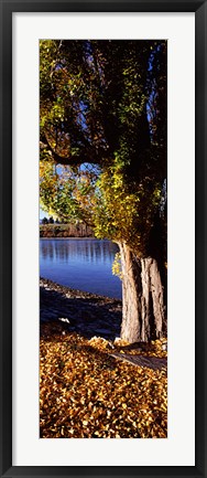 Framed Banks of Lake Wakatipu, Queenstown, South Island, New Zealand Print