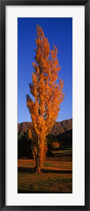 Framed Poplar tree on Golf Course, Queenstown, South Island, New Zealand Print