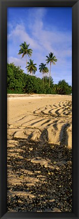 Framed Palm trees on the beach, Rarotonga, Cook Islands, New Zealand Print