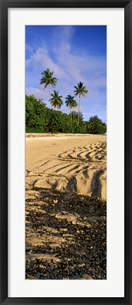 Framed Palm trees on the beach, Rarotonga, Cook Islands, New Zealand Print