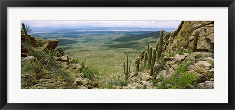 Framed Saguaro cactus, Tucson Mountain Park, Arizona Print