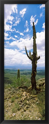 Framed Saguaro cactus on a hillside, Tucson Mountain Park, Tucson, Arizona Print