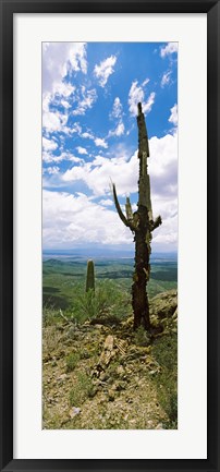 Framed Saguaro cactus on a hillside, Tucson Mountain Park, Tucson, Arizona Print