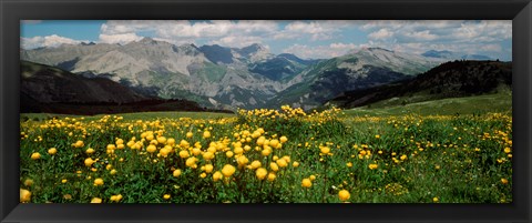 Framed Blooming buttercup flowers in a field, Champs Pass, France Print