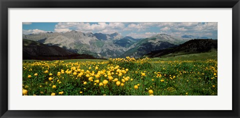 Framed Blooming buttercup flowers in a field, Champs Pass, France Print