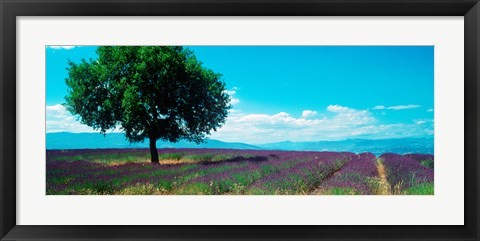 Framed Tree in the middle of a Lavender field, Provence-Alpes-Cote d&#39;Azur, France Print