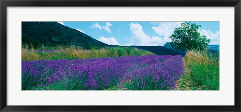 Framed Lavender field, Provence-Alpes-Cote d&#39;Azur, France Print