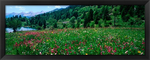 Framed Wildflowers in a field at lakeside, French Riviera, France Print