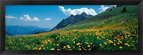 Framed Field of buttercup flowers, French Riviera, France Print