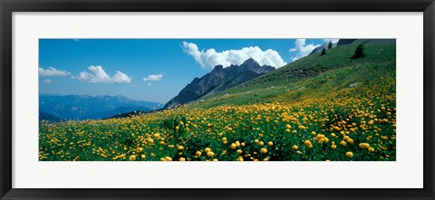 Framed Field of buttercup flowers, French Riviera, France Print