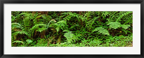 Framed Ferns in front of Redwood trees, Redwood National Park, California, USA Print