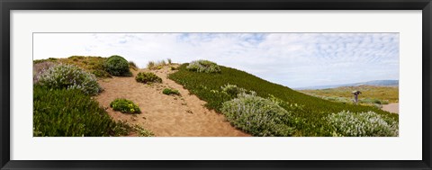 Framed Sand dunes covered with iceplants, Manchester State Park, California Print