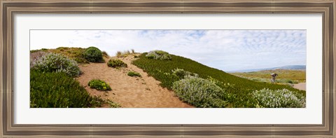 Framed Sand dunes covered with iceplants, Manchester State Park, California Print