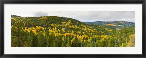 Framed Aspen hillside in autumn, Sangre De Cristo Mountains, Angel Fire, New Mexico, USA Print