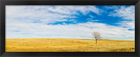 Framed Lone Hackberry tree in autumn plains, South Dakota Print