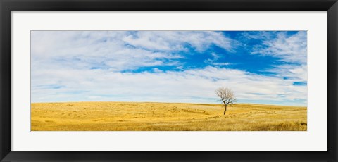 Framed Lone Hackberry tree in autumn plains, South Dakota Print