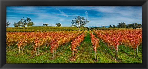 Framed Autumn vineyard at Napa Valley, California, USA Print