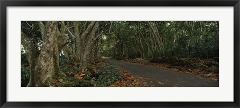 Framed Path passing through a forest, Maui, Hawaii, USA Print