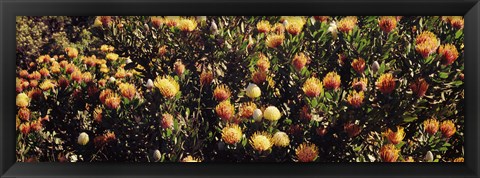 Framed Wildflowers in a field, Maui, Hawaii Print