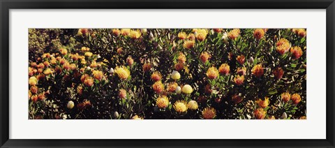 Framed Wildflowers in a field, Maui, Hawaii Print