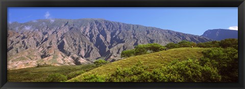 Framed Trees on a hill near Haleakala Crater, Maui, Hawaii, USA Print