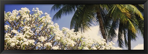 Framed Low angle view of trees, Hawaii, USA Print