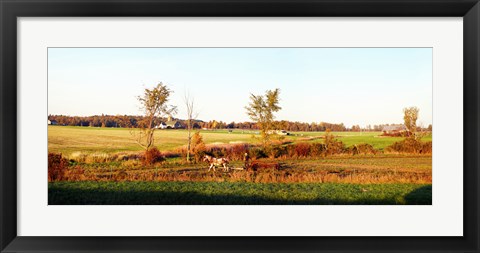 Framed Amish farmer plowing a field, USA Print