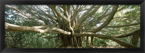 Framed Banyan Tree, Maui, Hawaii Print