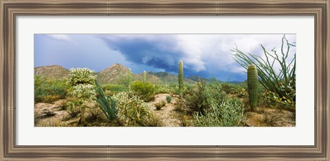 Framed Saguaro National Park, Tucson, Arizona Print