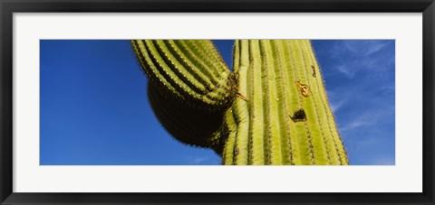 Framed Low angle view of Saguaro cactus (Carnegiea gigantea), Saguaro National Park, Arizona, USA Print