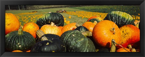 Framed Pumpkin Field, Half Moon Bay, California Print