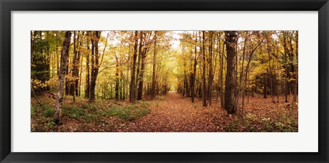 Framed Trail through the forest of the Catskills in Kaaterskill Falls in Autumn, New York State, USA Print