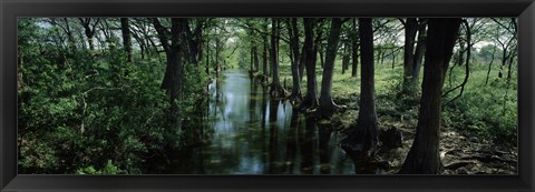 Framed Trees along Blanco River, Texas, USA Print