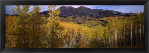 Framed Trees in autumn, Colorado Print