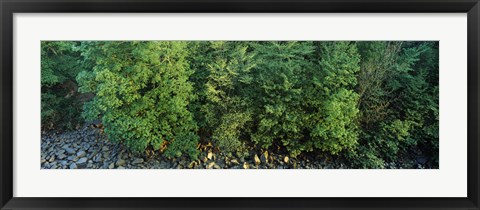 Framed High angle view of trees, High Force, River Tees, County Durham, England Print