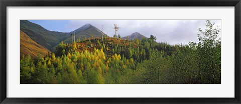 Framed Trees on a mountain, Five Sisters of Kintail, Glen Shiel, Highland Region, Scotland Print