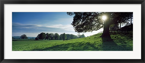 Framed Sun shining through tree in a park, Hovingham Park, Ryedale, North Yorkshire, England Print