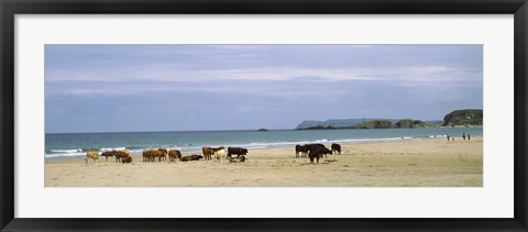 Framed Cows on the beach, White Rocks Bay, County Antrim, Northern Ireland Print