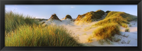 Framed Morning light on Forvie dunes, Newburgh, Aberdeenshire, Scotland Print