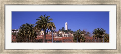 Framed Palm trees with Coit Tower in background, San Francisco, California, USA Print