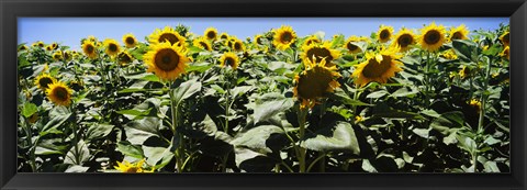 Framed Sunflower field, California, USA Print